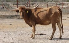CWR BOVINA