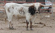 SHR AWESOME RIO REMINGTON