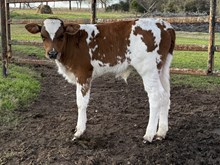 Tuscany Bull Calf