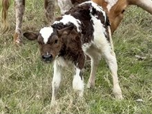 Tuscany Bull Calf