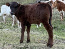 Pitty Patty DSM Bull Calf