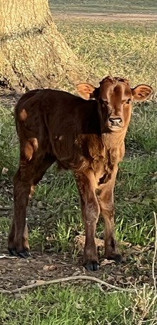 Pitty Patty DSM Bull Calf